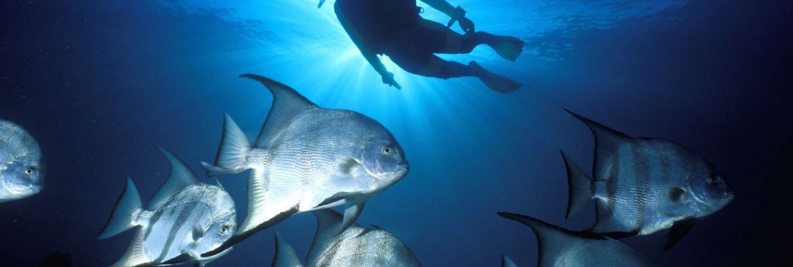 Activité de plongé sous-marine dans le paradis.