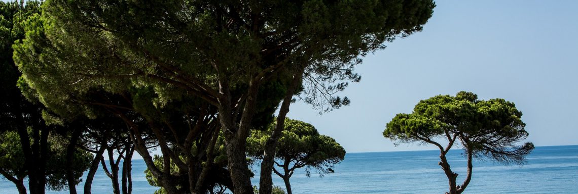 Club Med Portugal Da Balaia - Arbres gigantesques sur le terrain du Village. 